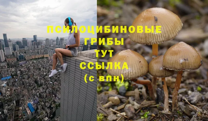 Псилоцибиновые грибы Psilocybine cubensis  Алексеевка 